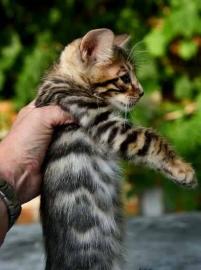 Erstaunlicher Toyger-Mann