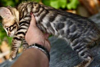 Erstaunlicher Toyger-Mann