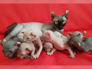 Reinrassigen Sphynx Elf K�tzchen