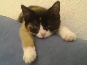 katze abzugeben