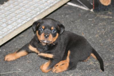 Rottweiler Welpen ADRK Leistungszucht