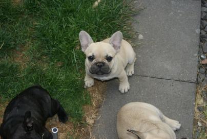 Super s��e Franz�sische Bulldogge Welpen