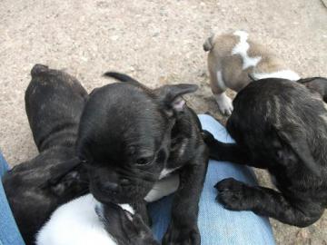 Super s��e Franz�sische Bulldogge Welpen