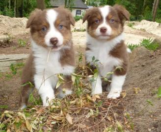 Australian shepherd Aussie mit FCI Papie