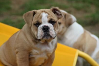 100% Rassenreine Englische Bulldog Welpe