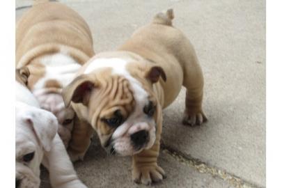 100% Rassenreine Englische Bulldog Welpe