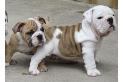 100% Rassenreine Englische Bulldog Welpe