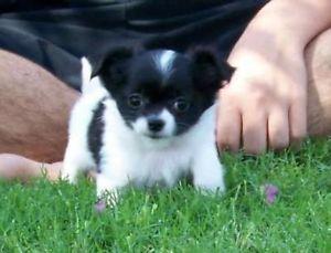 Chihuahua Welpen