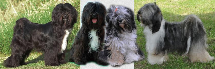 Tibetan Terrier � R�de mit FCI Stammbaum
