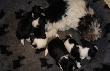 AKC registriert sch�ne Biewer Yorkshire