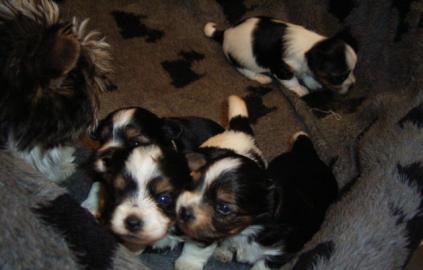 AKC registriert sch�ne Biewer Yorkshire