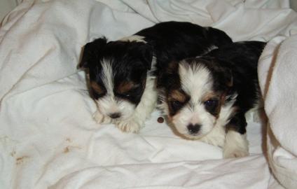 AKC registriert sch�ne Biewer Yorkshire