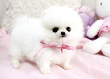 Toy Pom Welpen (Pommern)