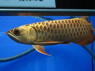 AROWANA FISCH zu verkaufen