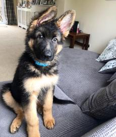 Qualit�tssch�ferhundwelpen