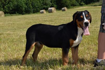 Grosser Schweizer Sennenhund mit FCI PP