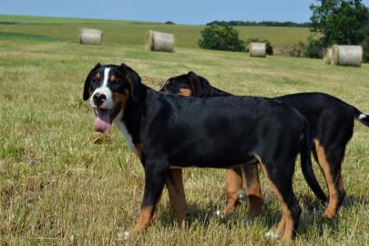 Grosser Schweizer Sennenhund mit FCI PP