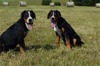 Grosser Schweizer Sennenhund mit FCI PP