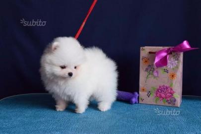 Pomeranian Zwergspitz