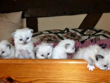 Super s��e Ragdoll K�tzchen K�tzchen Reg