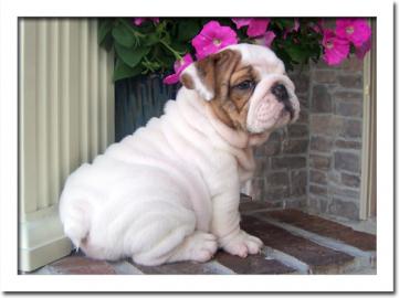 Englische Bulldogge