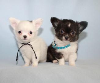 Super s??e MINI chihuahua welpen mit Pap