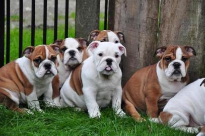 6 englische Bulldogge Welpen - 200 EUR