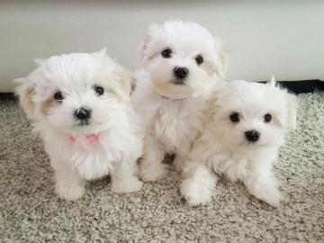 Malteser Welpen