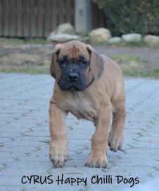 Deutsche Dogge gelb