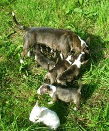 Wundersch�ne Miniatur Bullterrier Welpen