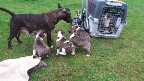 Wundersch�ne Miniatur Bullterrier Welpen