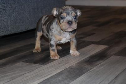 PITBULL/AMERICAN STAFFORDSHIRE TERRIER