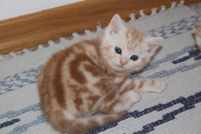BKH Kitten in der seltene Farbe . 