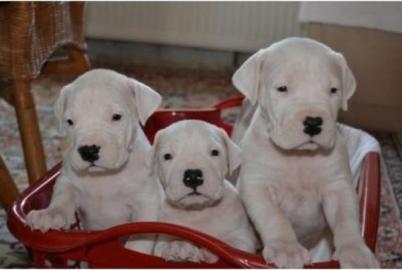 Dogo Argentino Welpen zuverkaufen