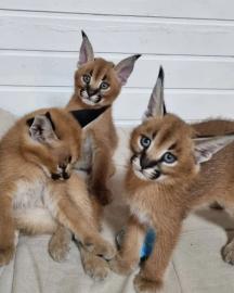 Serval-, Savannah- und Karakalk?tzchen