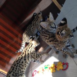 Serval-, Savannah- und Karakalk?tzchen
