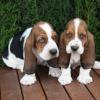 Basset Hound Welpen