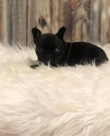 Franz�sische-Bulldoggen welpen