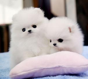 Reizende Reinrassige Pomeranian / Zwergs