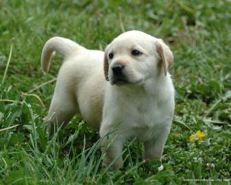 Wundersch�ne labrador Welpen
