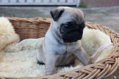 super tolle Mops Welpen