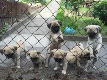 super tolle Mops Welpen