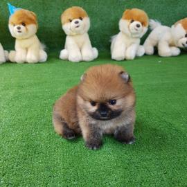 Teacup Pomeranian Spitz Welpen