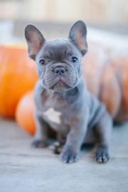 Super Franz?sische Bulldogge Welpen mit