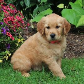 Golden Retriever-Welpen
