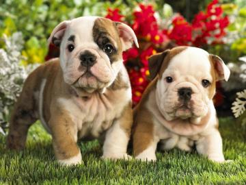 sch�ne Franz�sisch Bulldog Welpen zu ve