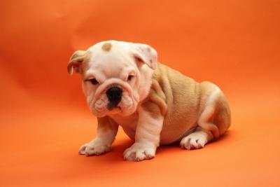 sch�ne Franz�sisch Bulldog Welpen zu ve