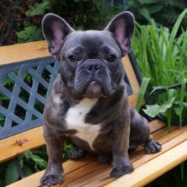 sch�ne Franz�sisch Bulldog Welpen zu ve