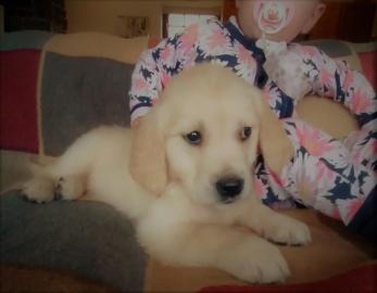 Golden Retriever Welpen
