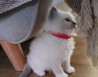 Ragdoll K?tzchen zu verkaufen